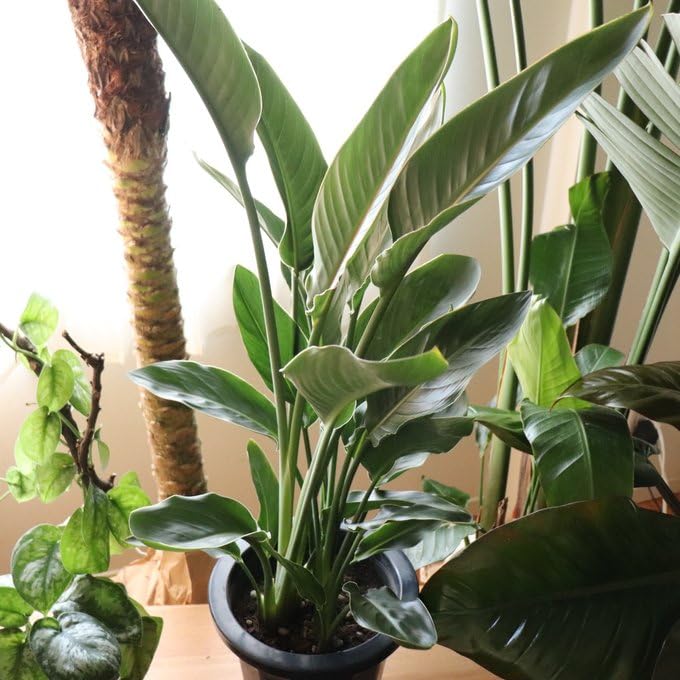 Amazon｜レギネ 8号 大きな観葉植物 ストレチア 極楽鳥花｜観葉植物